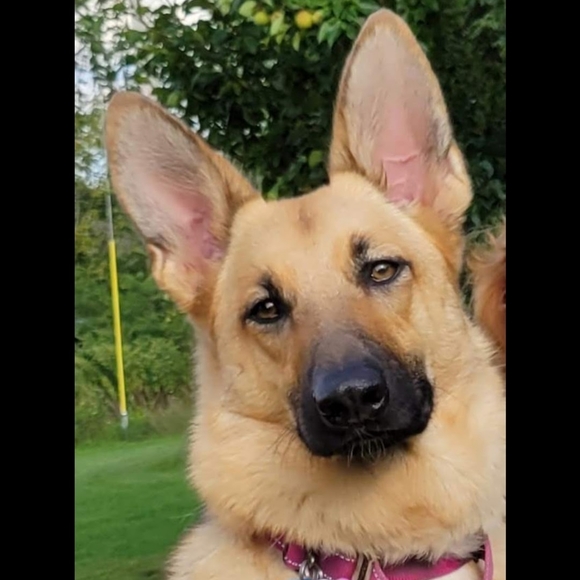 Meet your Posher, Cj TOP RATED SELLER, FAST SHIPPING. 5 STAR RATED 🌟 - Picture 2 of 3